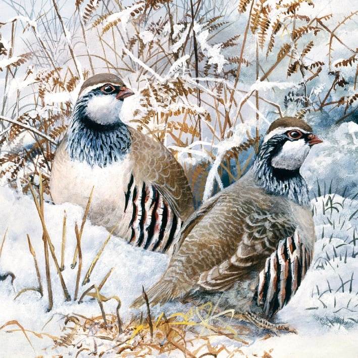 8 Partridge in Snow Charity Christmas Cards - House of Cards