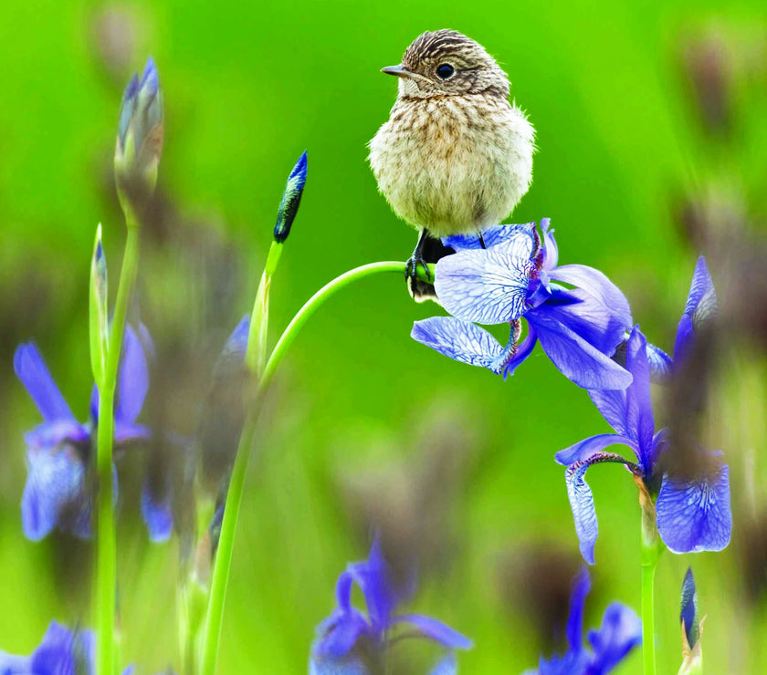 RSPB - Young Stonechat