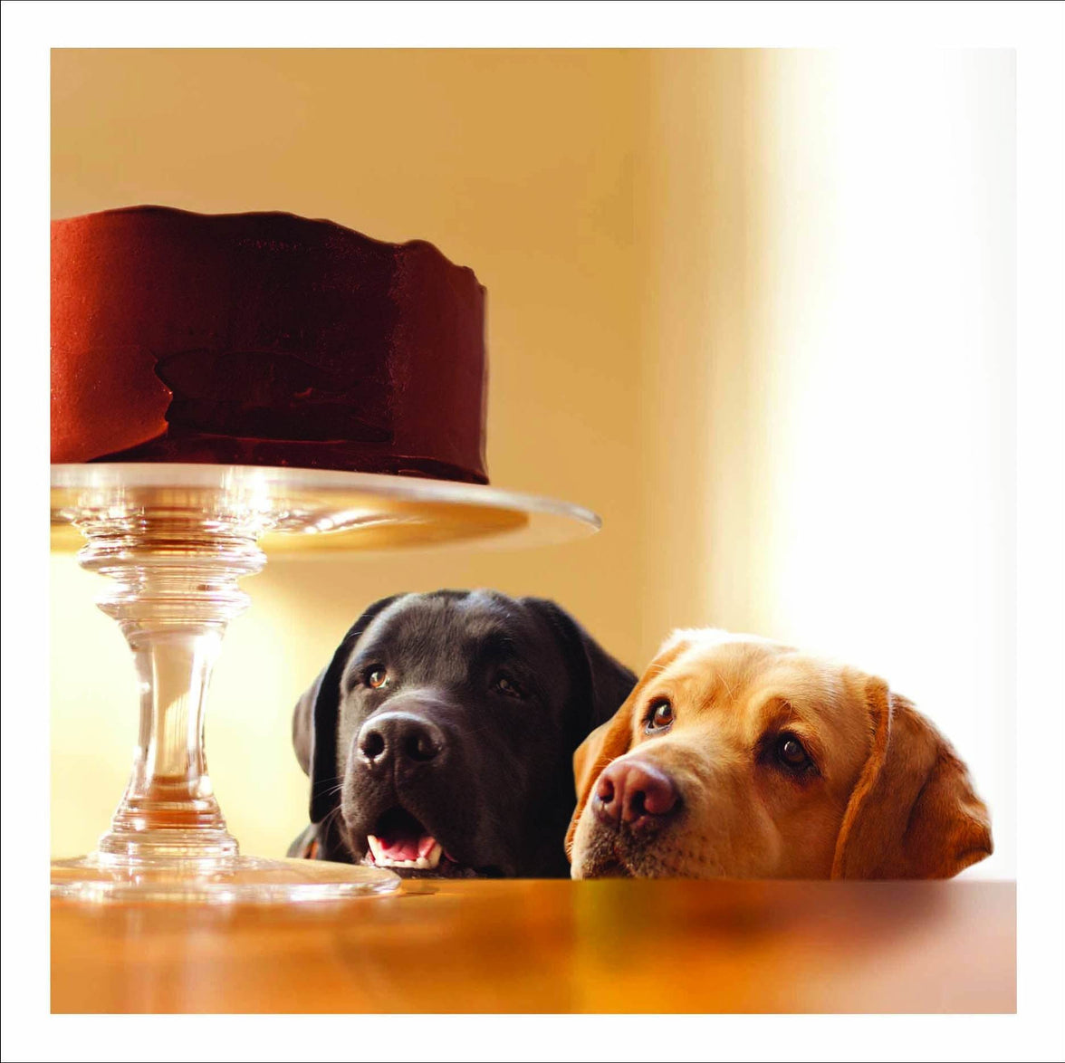 Forbidden Treasure - House of Cards