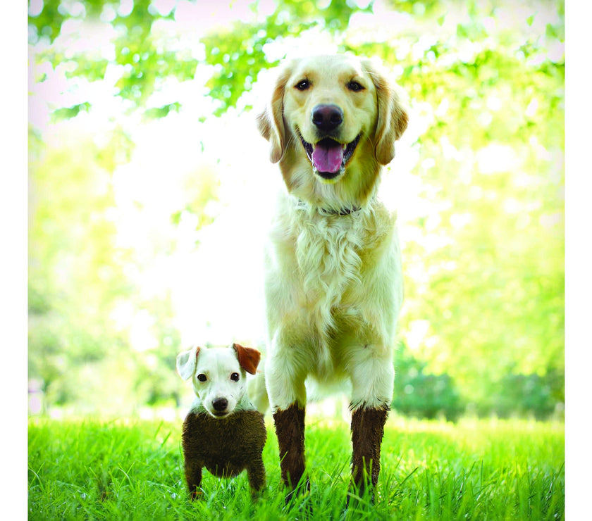 Mud and Muck