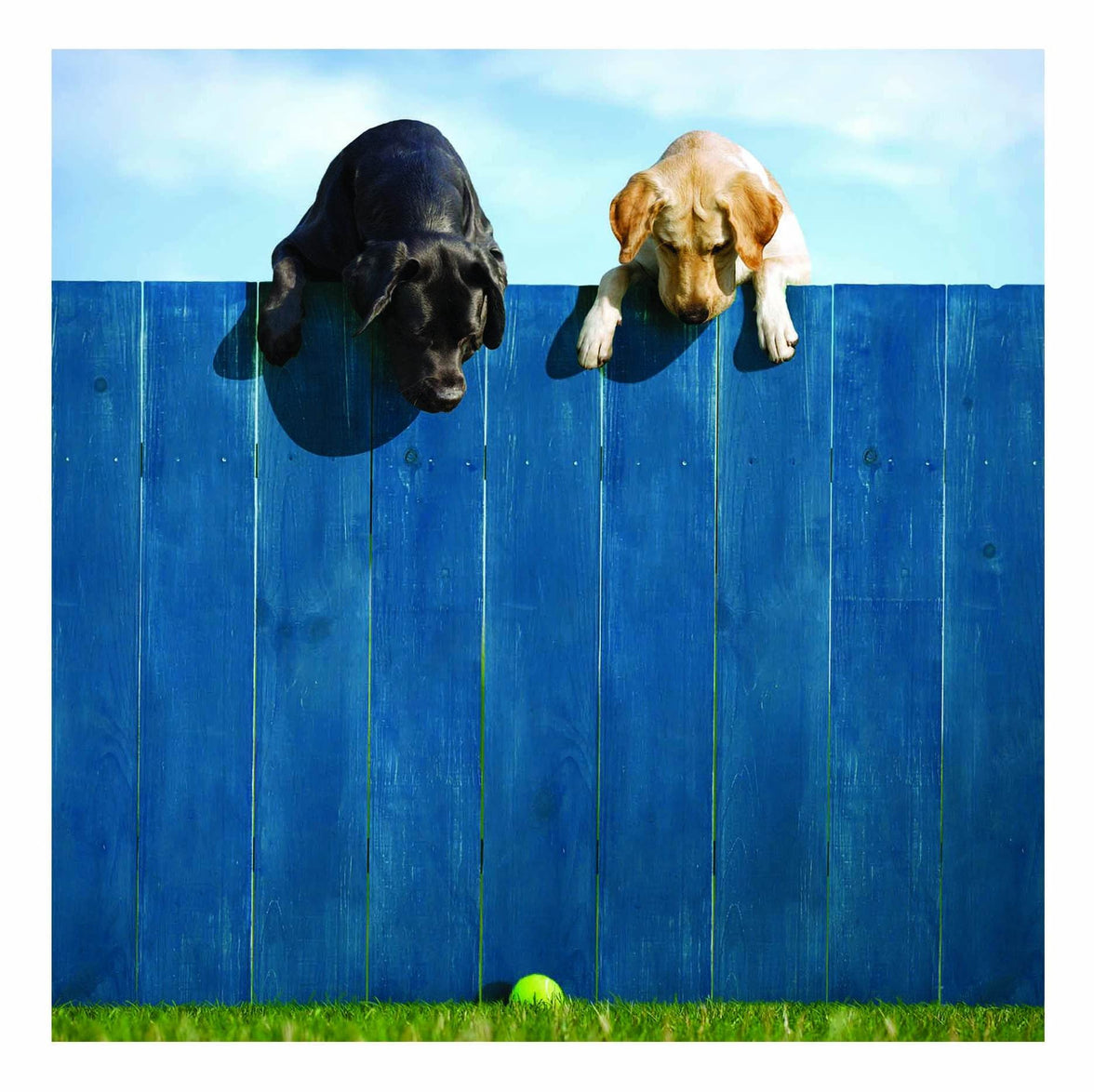 Out of The Park - House of Cards