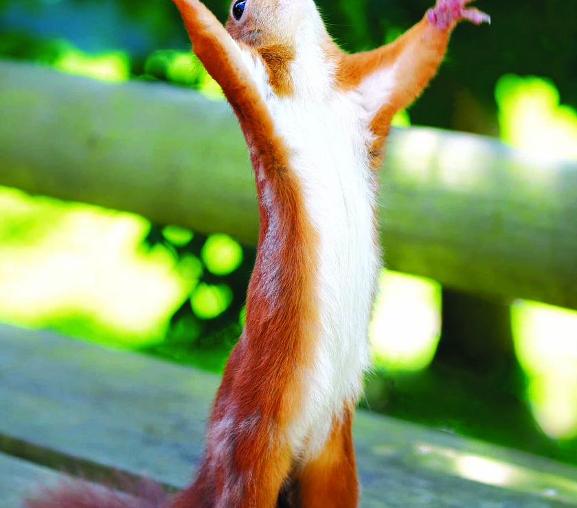 Red Squirrel Congrats Greeting Card