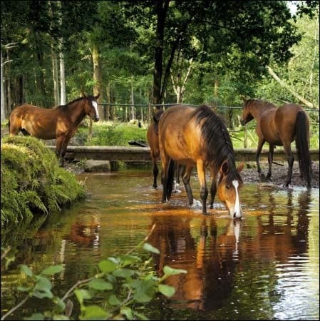 National Trust Dockens Water Greeting Card