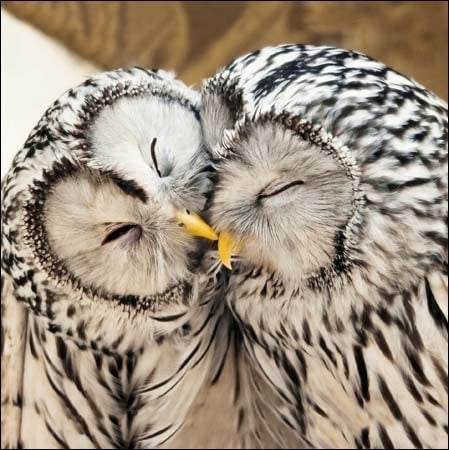 RSPB Ural Owls Greeting Card - House of Cards