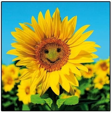 Framed Sunny Disposition Greeting Card