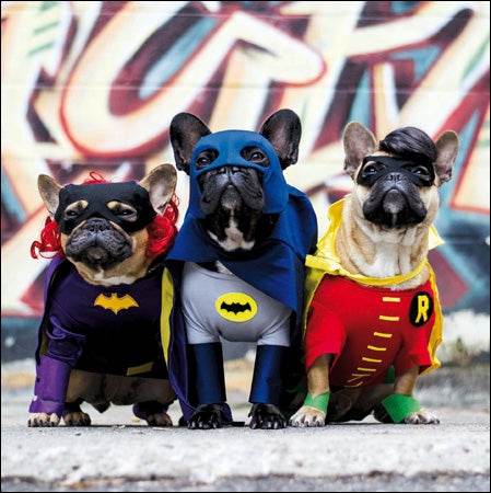 Framed - Superhero Dogs - House of Cards