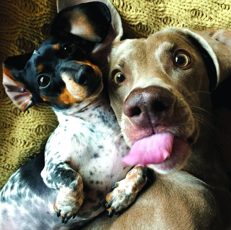 Framed - Dog Selfie