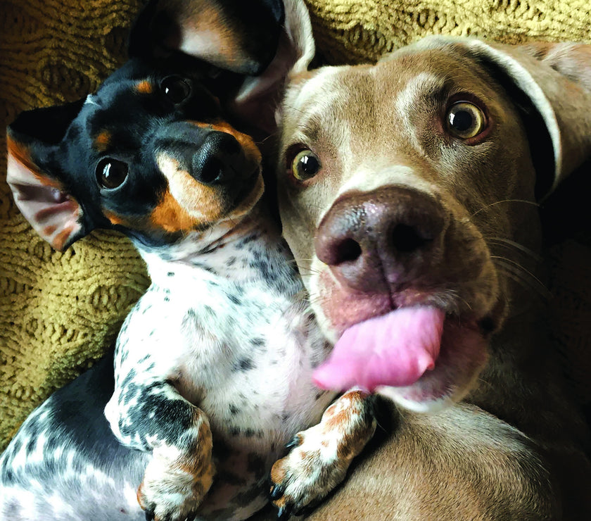 Framed - Dog Selfie