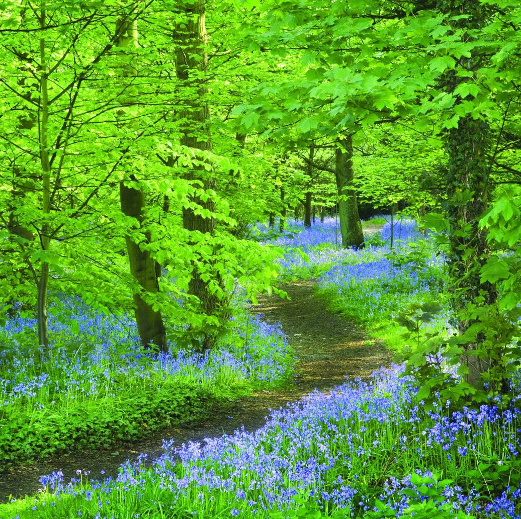 National Trust - Bluebells at Speke Hall Merseyside - House of Cards