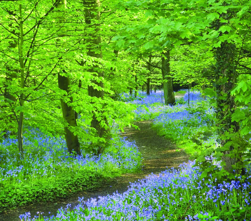 National Trust - Bluebells at Speke Hall Merseyside