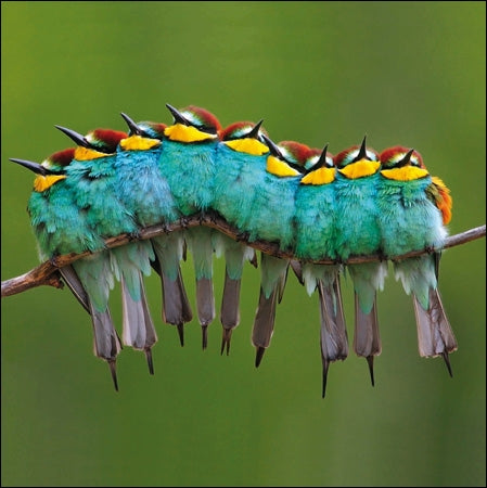 RSPB - European Bee-eaters