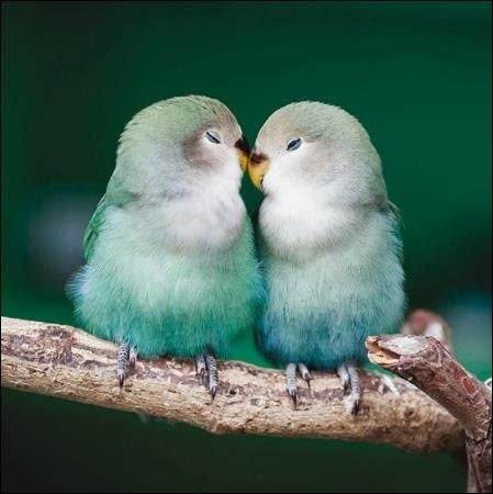 RSPB Lovebirds Greeting Card - House of Cards