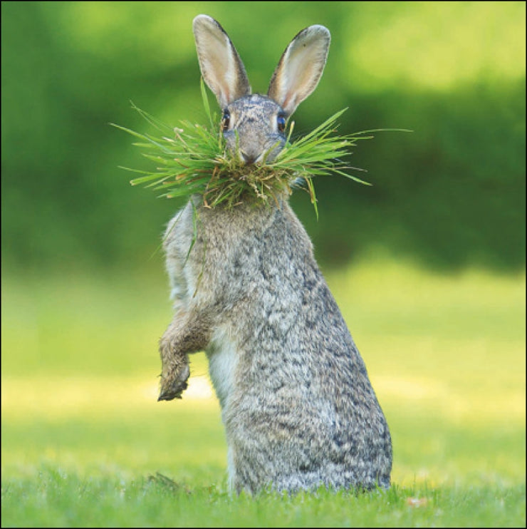Gardener's Little Helper Greeting Card