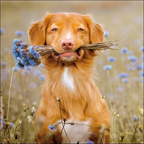 Freshly Picked Greeting Card