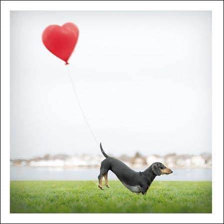 Loose Leashes Romeo The Romantic Greeting Card - House of Cards