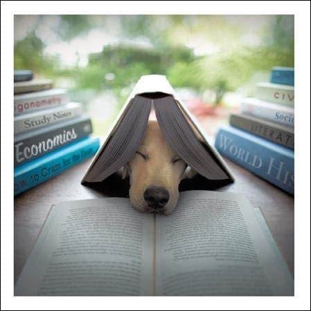 Edison The Scholar Loose Leashes Greeting Card by Ron Schm - House of Cards