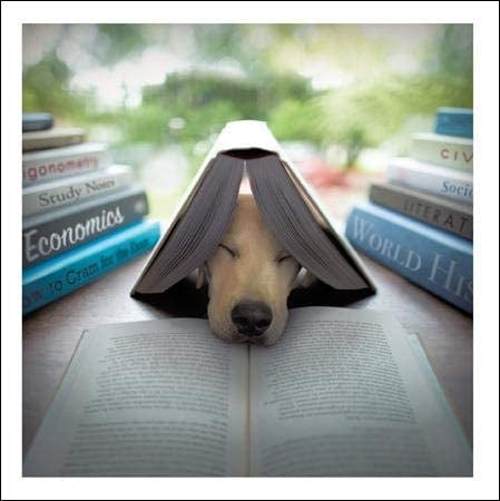 Edison The Scholar Loose Leashes Greeting Card by Ron Schm