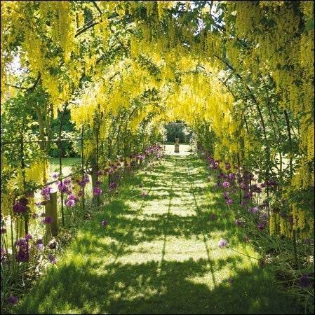 National Trust - Laburnum Arch - House of Cards