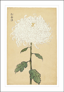 Chrysanthemum Blank Greeting Card