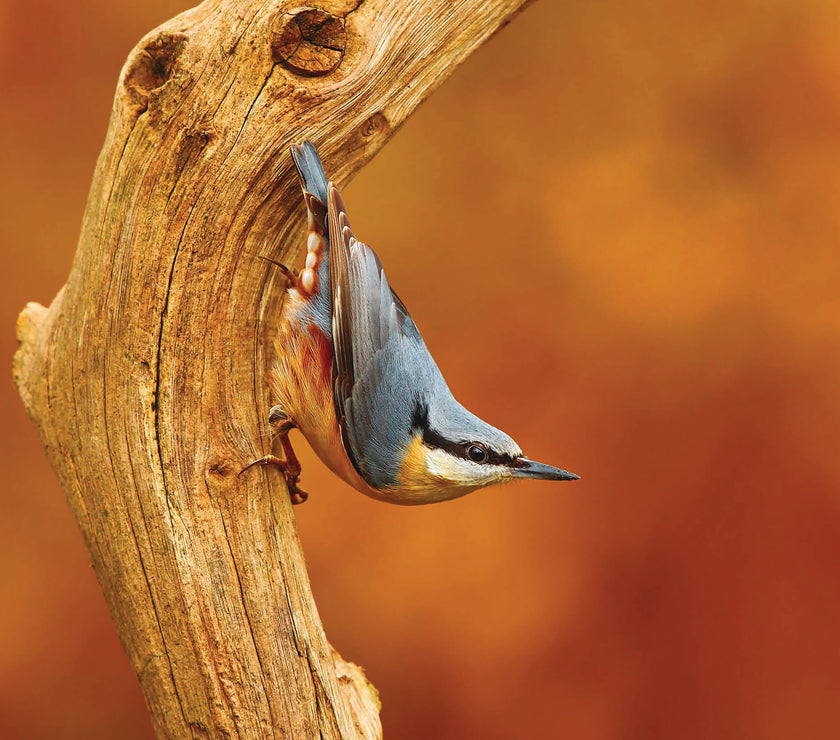 RSPB Nuthatch Greeting Card