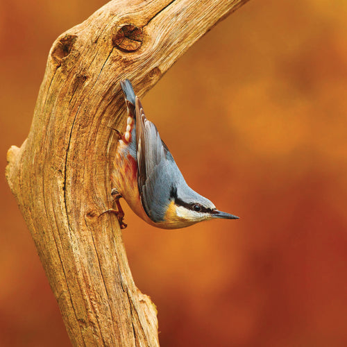 RSPB Nuthatch Greeting Card