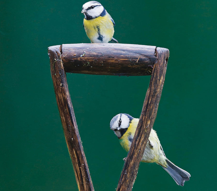 RSPB Blue Tits Greeting Card