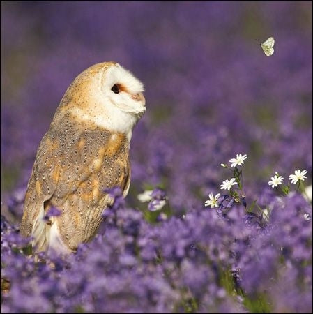 RSPB Barn Owl in Purple Flowers Greeting Card