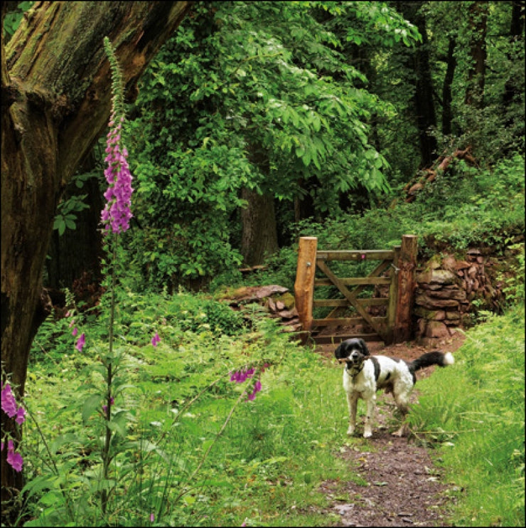 Selworthy Walk Dog Greeting Card