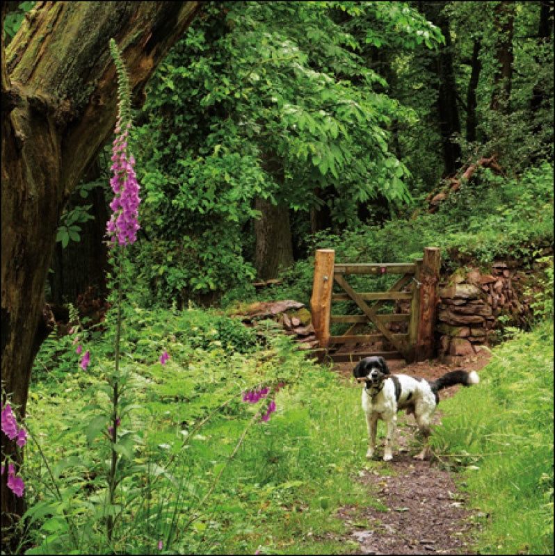 Selworthy Walk Dog Greeting Card