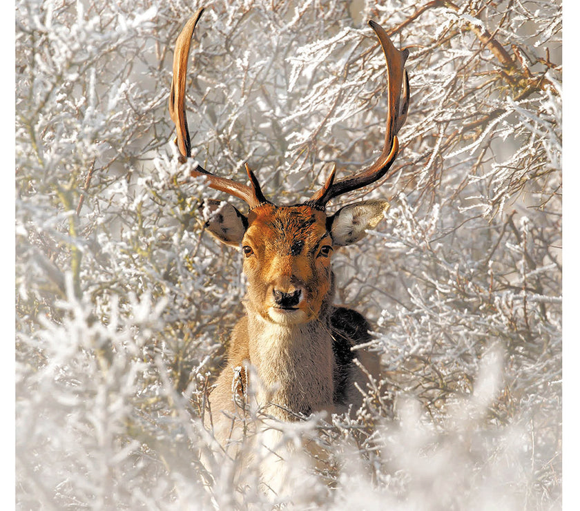 Winter Wonderland Stag Christmas Card