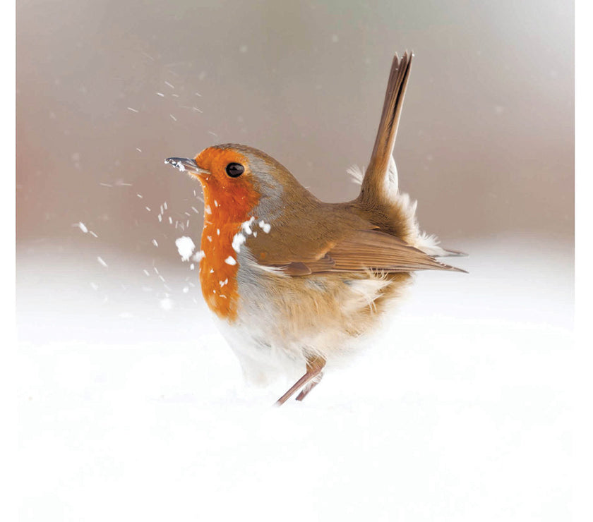 Robin in the Snow Christmas Card
