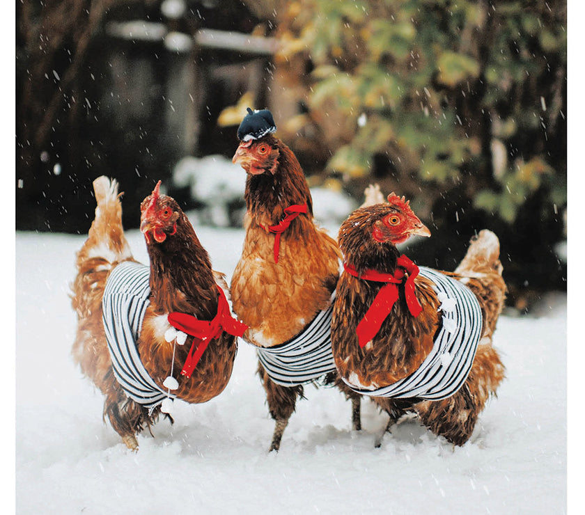 Three French Hens Christmas Card