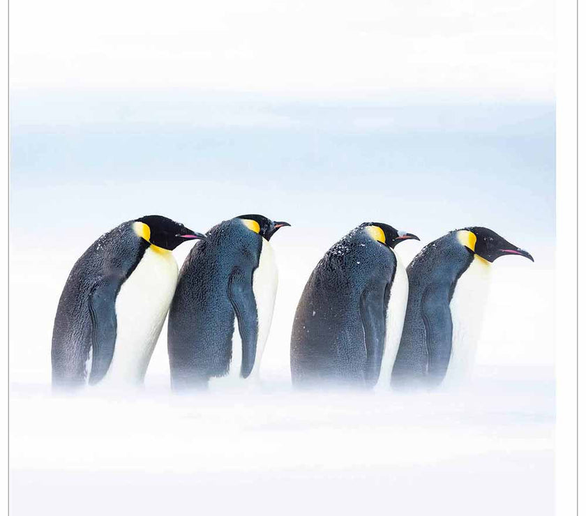 Penguin Parade Christmas Card