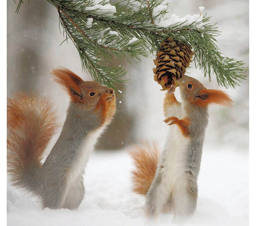 2 Squirrels Christmas Card - House of Cards