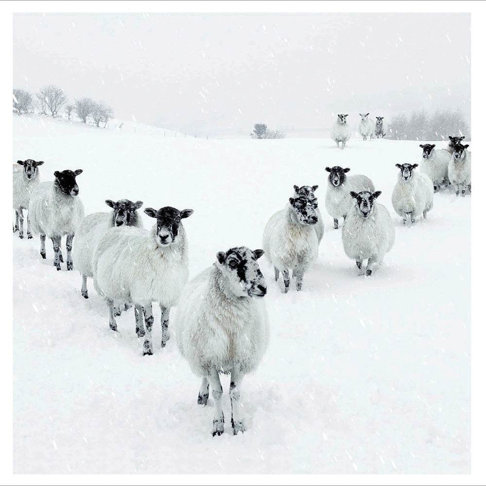 Sheep in the Snow Christmas Card - House of Cards