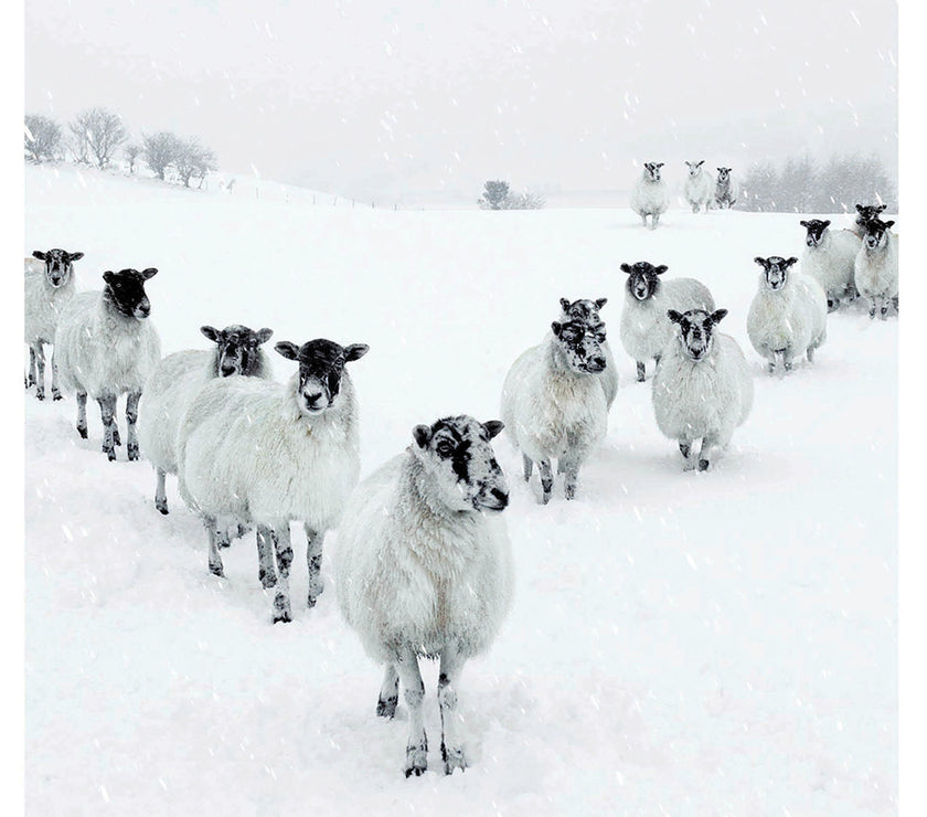 Sheep in the Snow Christmas Card