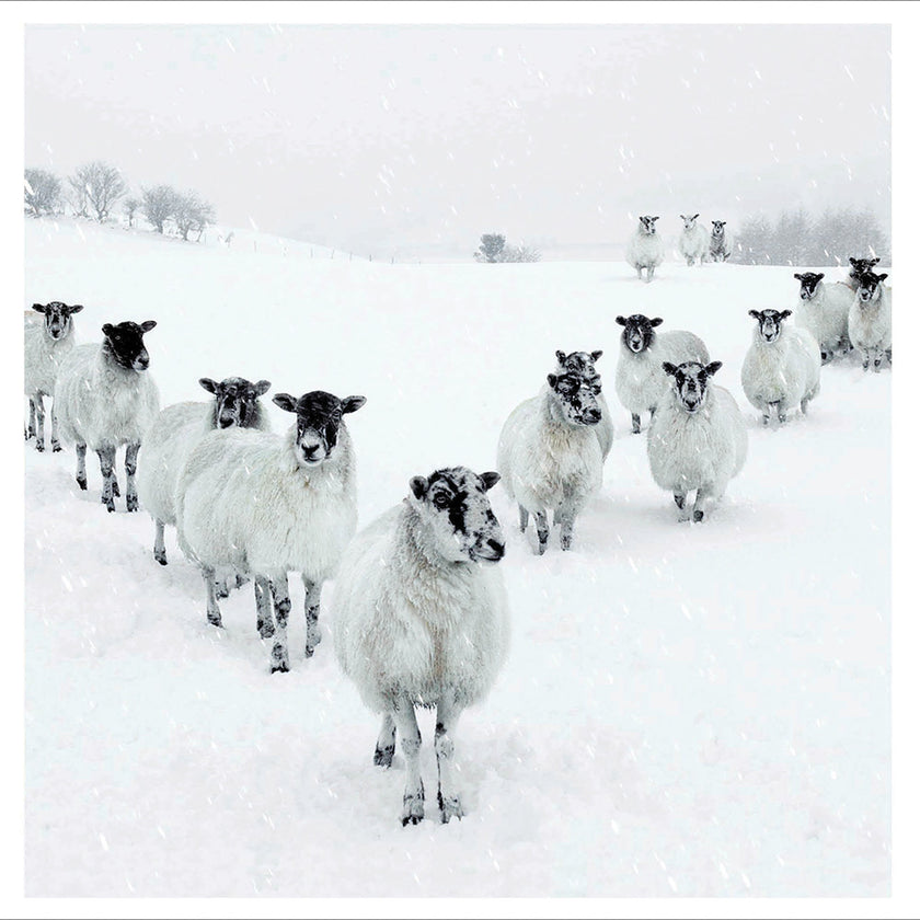Sheep in the Snow Christmas Card