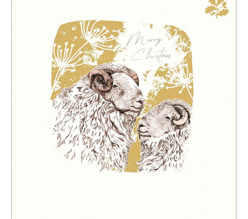 5 Sheep National Trust Habitat Charity Christmas Cards - House of Cards