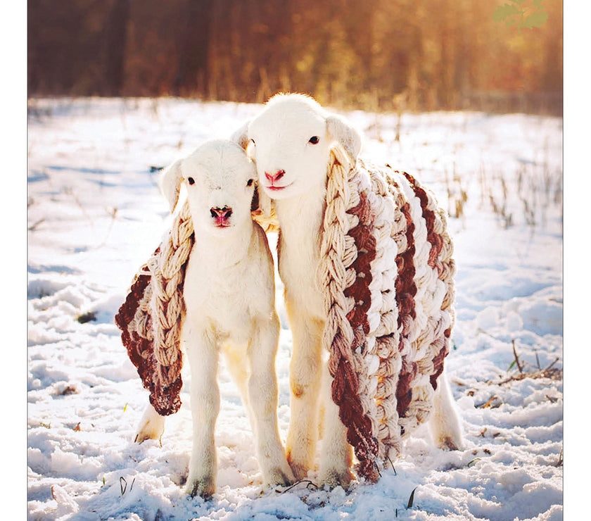National Trust Lambs Charity Christmas Cards