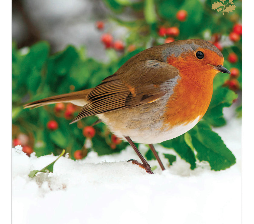 National Trust Robin Charity Christmas Cards