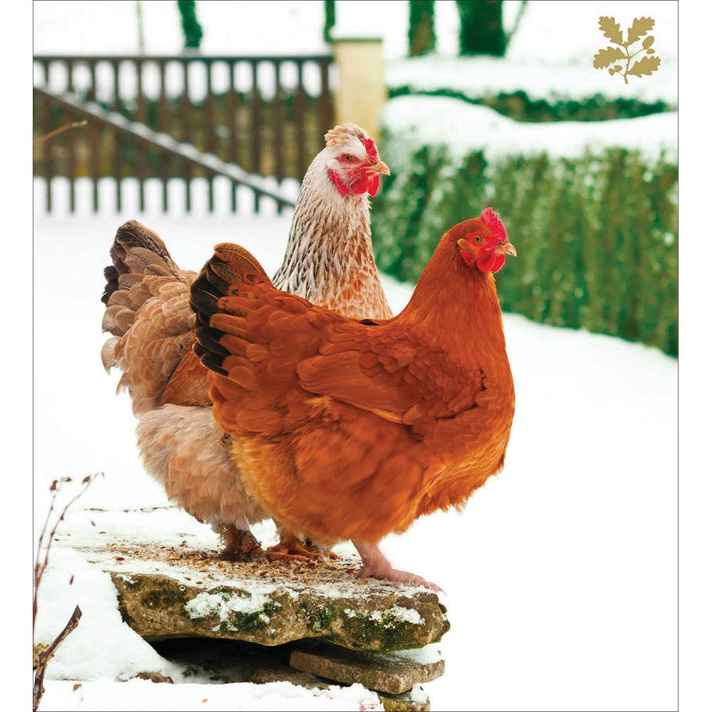 National Trust Chickens Charity Christmas Cards - House of Cards