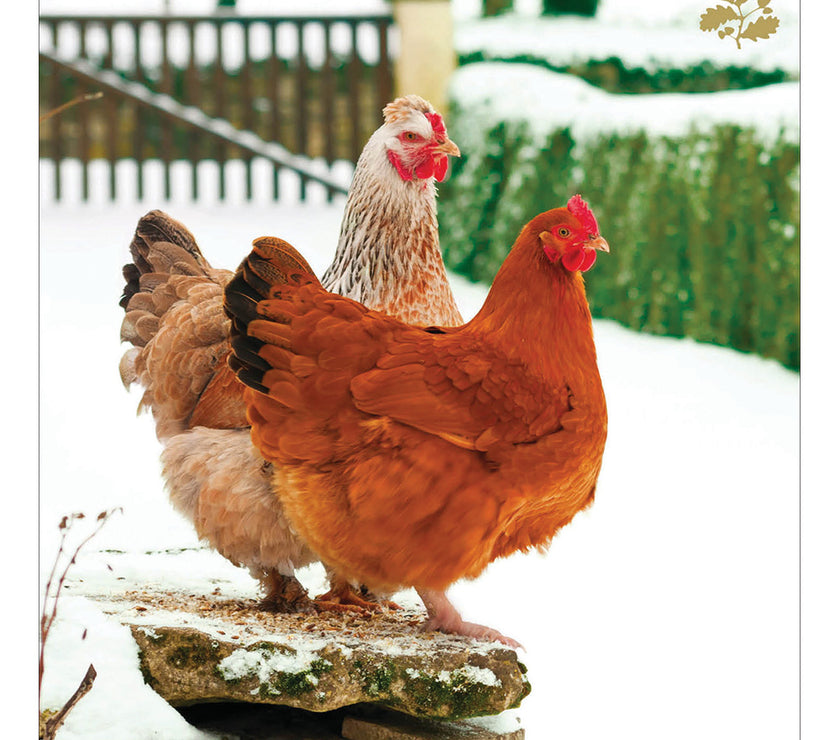 National Trust Chickens Charity Christmas Cards