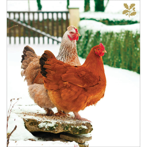 National Trust Chickens Charity Christmas Cards