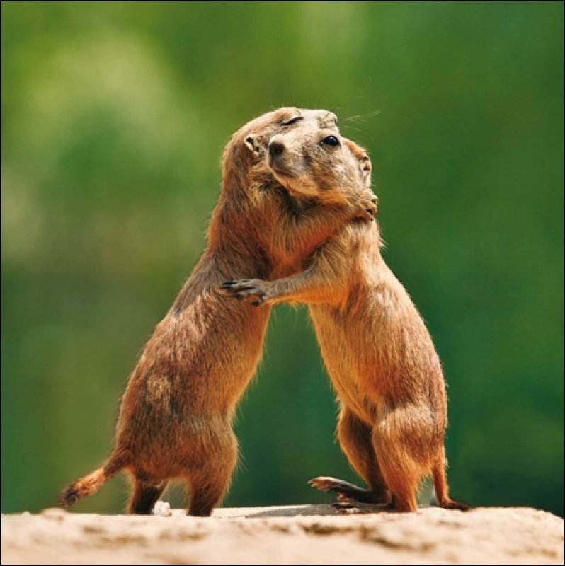 Cuddles Greeting Card - House of Cards