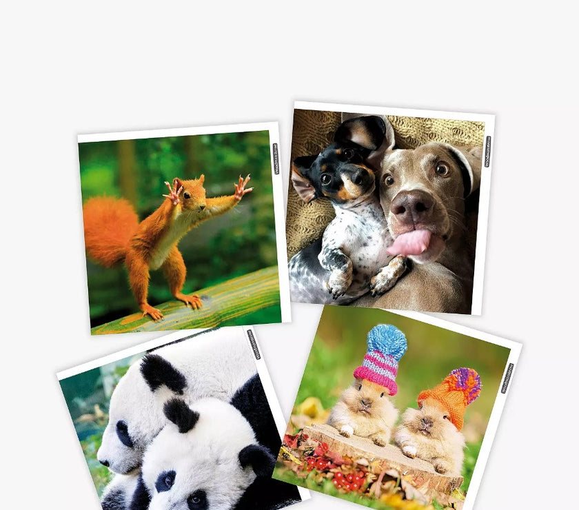 Pack of 4 Funny Animals Greetings Cards