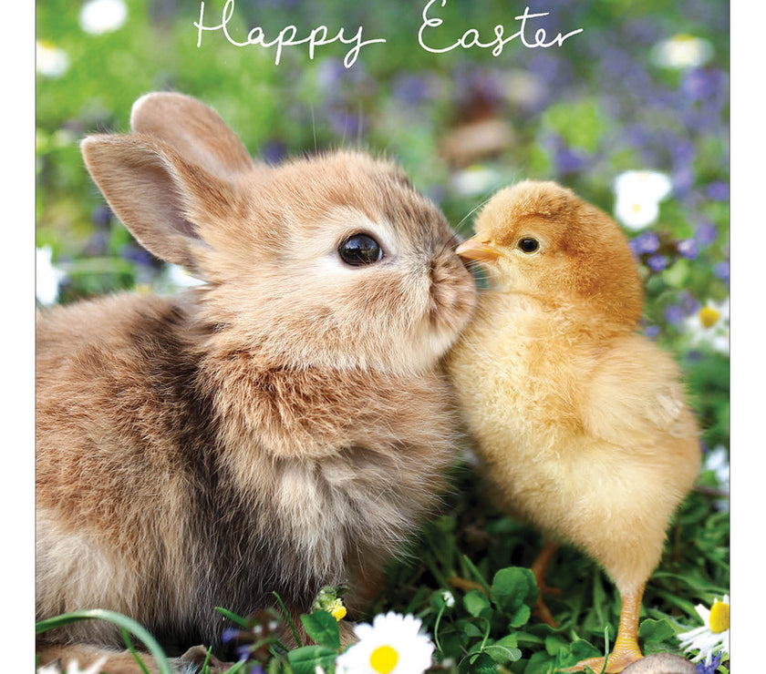 Bunny and Chick Easter Cards