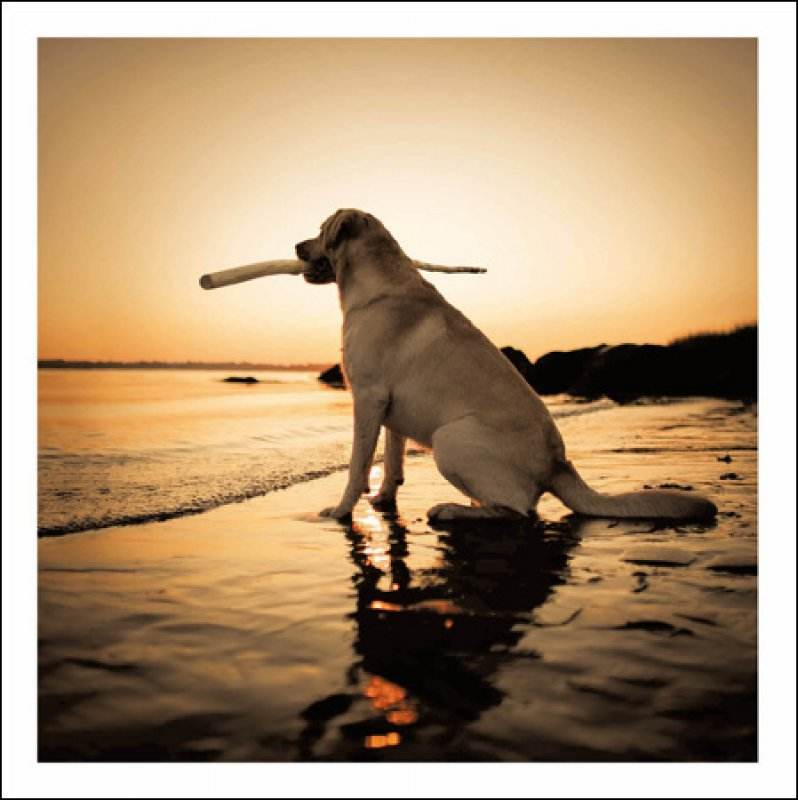 Sol The Sun Seeker Loose Leashes Greeting Card by Ron Schmidt - House of Cards
