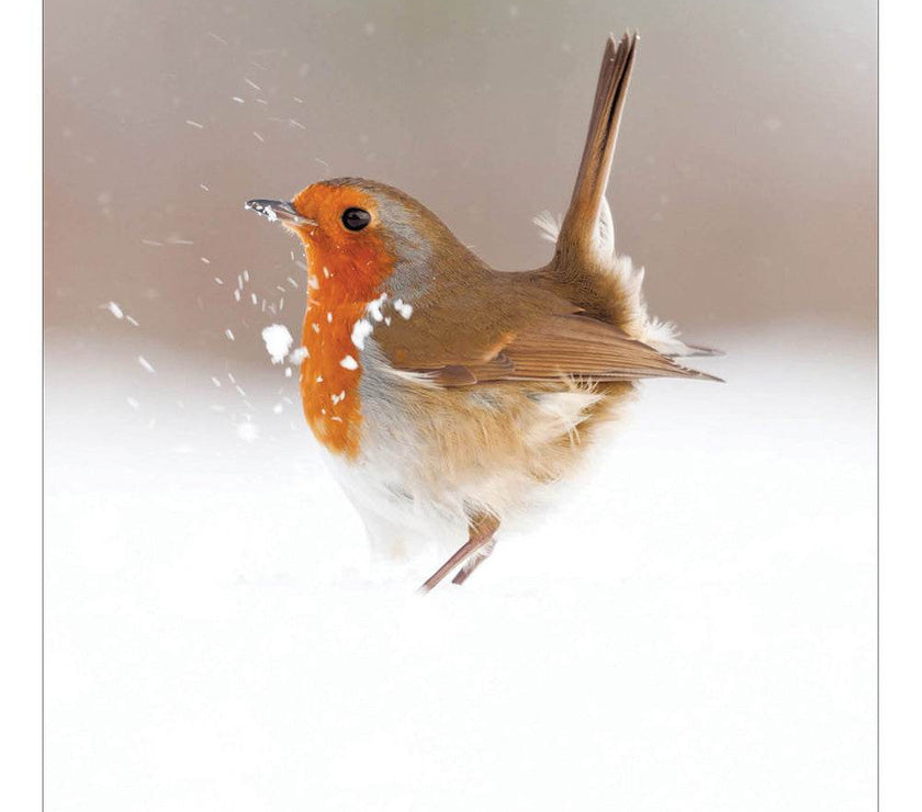 5 Robin Magic of Winter Christmas Cards - House of Cards