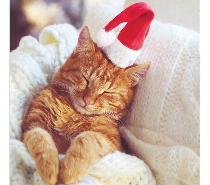 5 Sleeping Cat Charity Christmas Cards - House of Cards