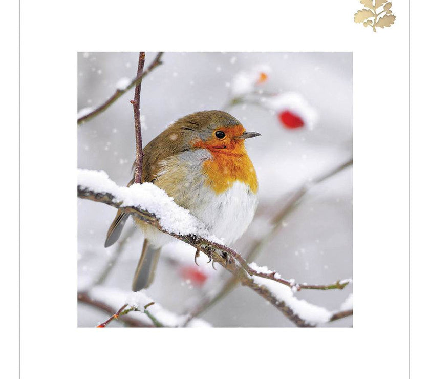 5 National Trust Harmony Robin Christmas Cards - House of Cards